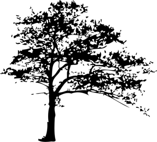 Strom v parku, samolepka na zeď, rozměry 120x140cm / XXL